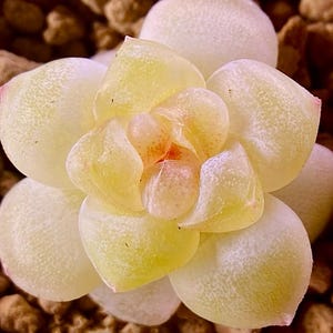 10 seeds Echeveria &#39; Sweetie&#39; New Hybrid Seed Rare Succulent Pink Purple Seeds Plant Flower Succulents Meaty Plants