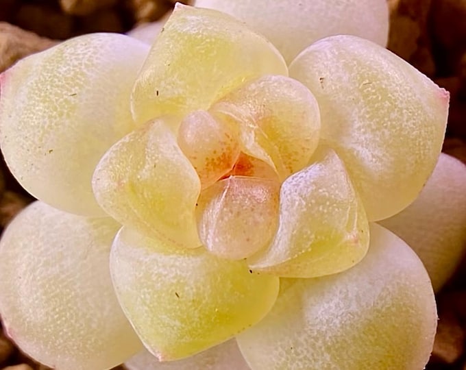 10 seeds Echeveria ' Sweetie' New Hybrid Seed Rare Succulent Pink Purple Seeds Plant Flower Succulents Meaty Plants