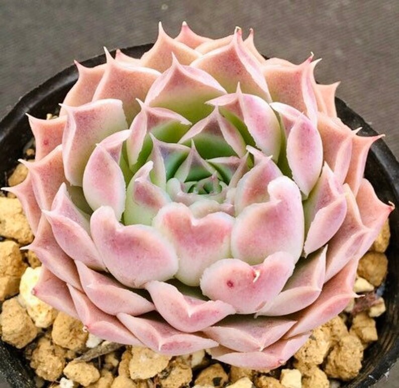 10 seeds Echeveria Hyalina selected Easy to germinate Rare | Etsy