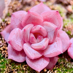 10 Seeds Echeveria Sugar Lo NEW hybrid Rare Succulent Seed Pink Succulents Meaty Plants seeds image 4