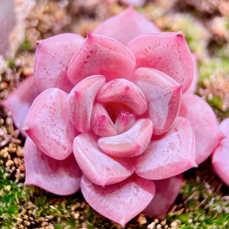 10 Seeds Echeveria Sugar Lo NEW hybrid Rare Succulent Seed Pink Succulents Meaty Plants seeds image 4