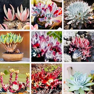 10 Seeds Mix Dudleya sp  Rare Succulent Seed Pink Plant Flower Succulents Meaty Plants Living stone