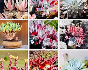 10 Seeds Mix Dudleya sp  Rare Succulent Seed Pink Plant Flower Succulents Meaty Plants Living stone