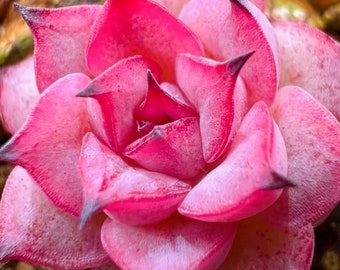 10 Samen Echeveria 'Fairy' NEU 'pink crystal' Hybrid Seltene Sukkulentensamen Rosa Sukkulenten Fleischpflanzensamen