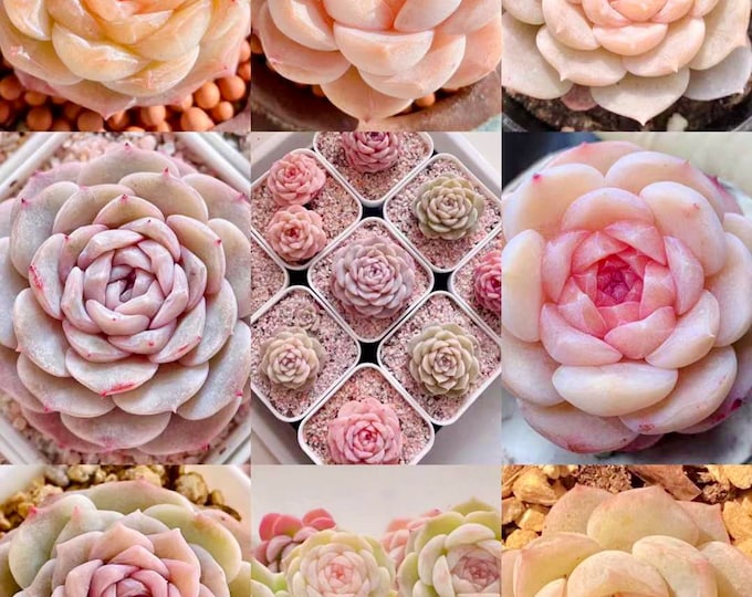10 Seeds Echeveria Monroe hybrid sp ‘Pure’ Rare Succulent Seed Hybrid Pink Succulents Meaty Plants seeds