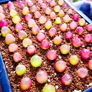 Conophytum burgeri MIX, Button Plant Succulent, Living Pebbles Mesemb (10 Seeds)