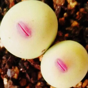 May include: Close-up of two light green succulent plants with a pink, slit-like marking. The plants are round and smooth, with a slight yellow hue. The background is a mix of small, dark brown pebbles.