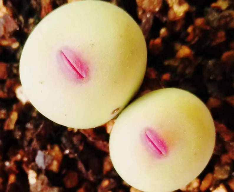 May include: Close-up of two light green succulent plants with a pink, slit-like marking. The plants are round and smooth, with a slight yellow hue. The background is a mix of small, dark brown pebbles.
