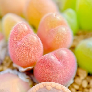 Puede incluir: Primer plano de un grupo de suculentas peludas de color melocotón. Las plantas tienen un aspecto suave y texturizado con una mezcla de tonos rosas, naranjas y verdes. Las hojas suculentas están agrupadas, creando una disposición visualmente atractiva.