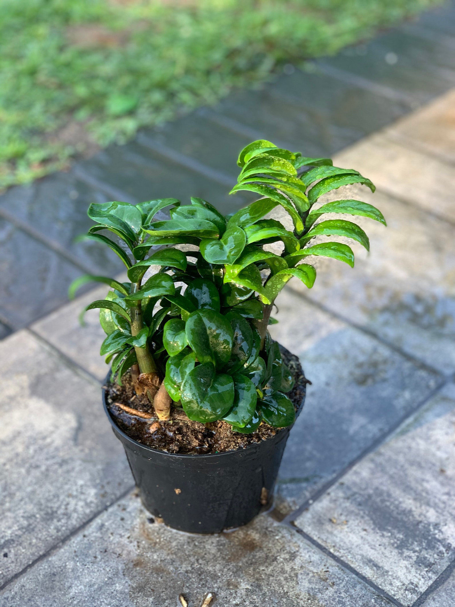 Dwarf ZZ Plant Zamioculcas Zamiifolia Zenzi ZZ Plant Etsy