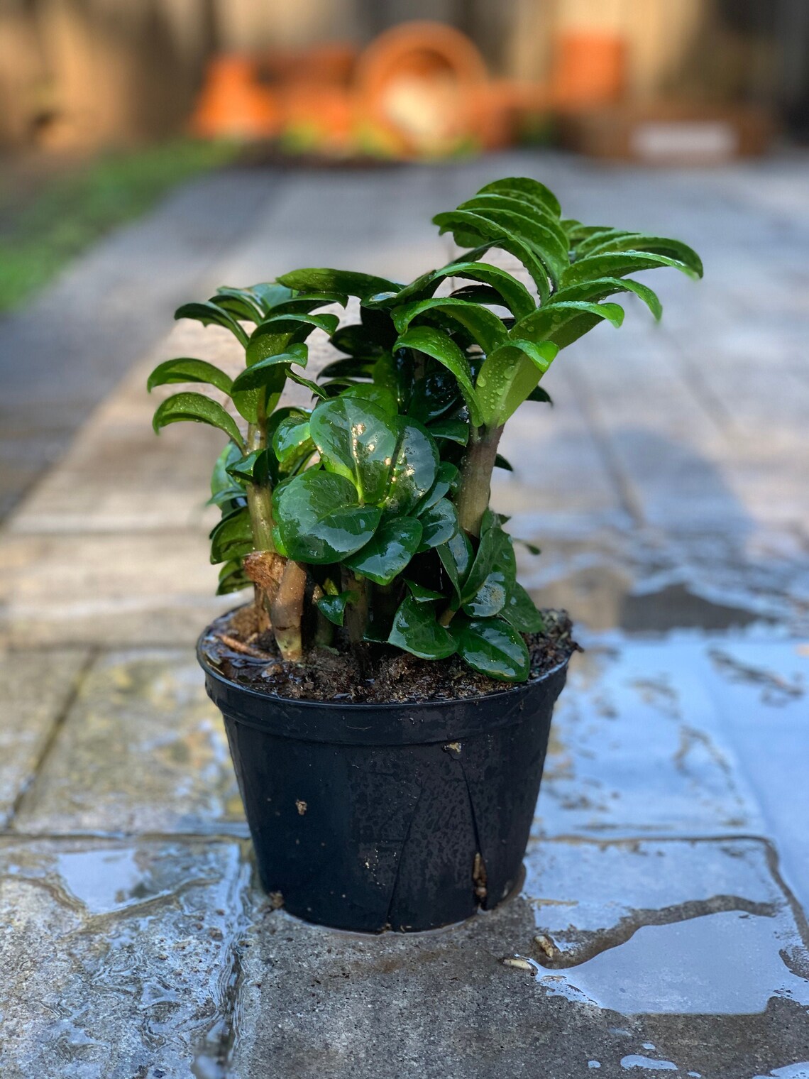 Dwarf ZZ Plant Zamioculcas Zamiifolia Zenzi ZZ Plant Etsy