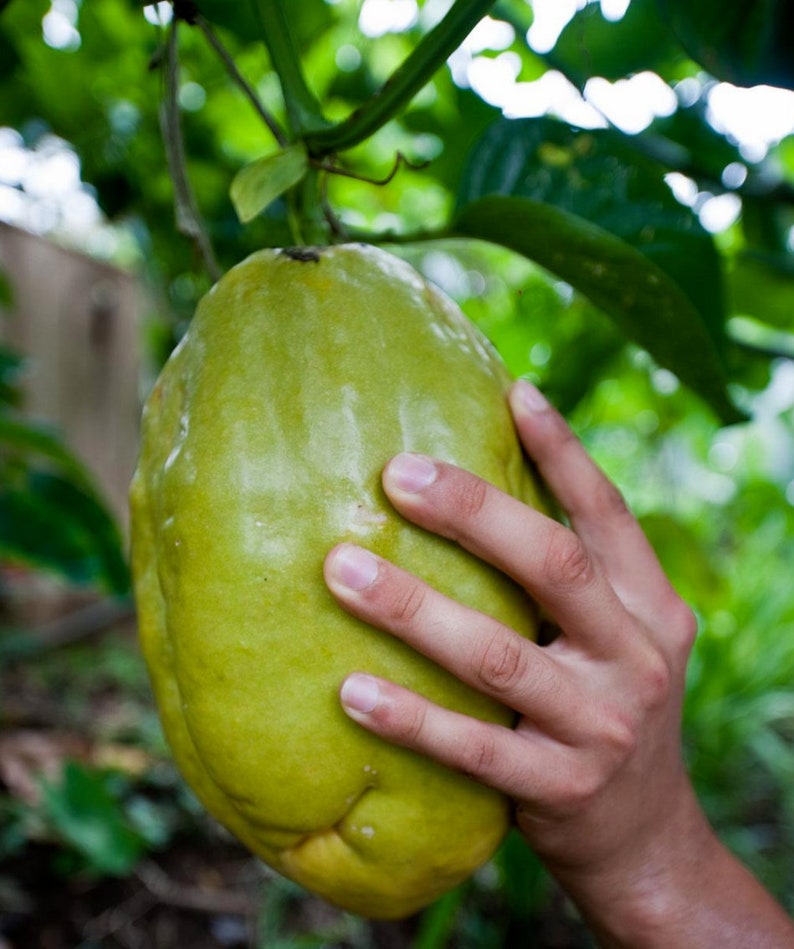 LIVE Plant Passion Fruit Flower Giant Granadilla Etsy