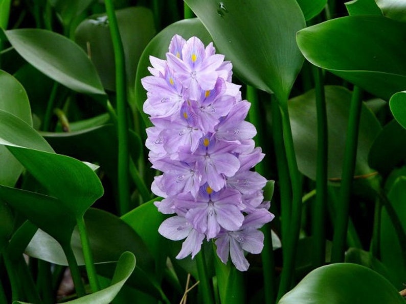 100 Water Hyacinth Floating Pond Plants Etsy