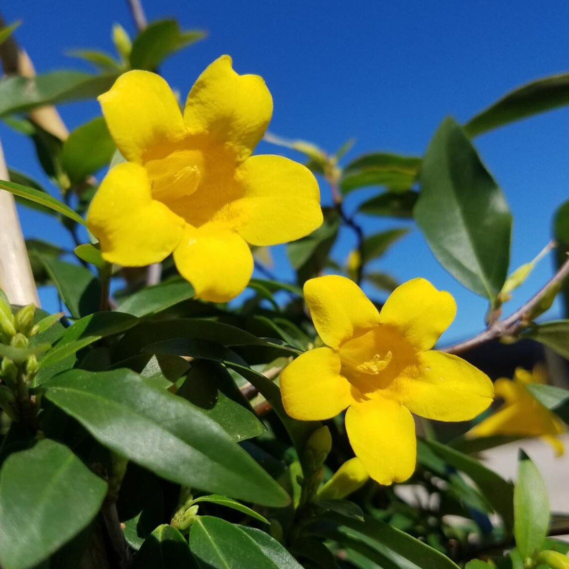 Yellow Allamanda Starter Live PlantPerennialYellow Flower 5 Etsy