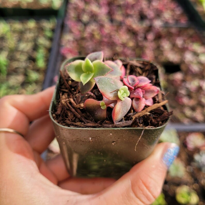 Crassula Calico Kitten Rare Succulent Plant Shown in 2 | Etsy