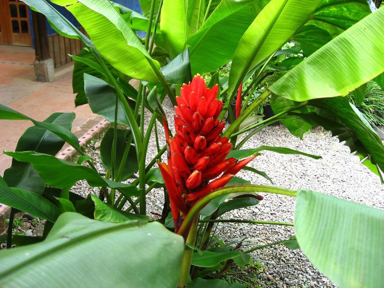 Musa Basjoo Banana Trees Live Cold Hardy Tropical Plant Etsy