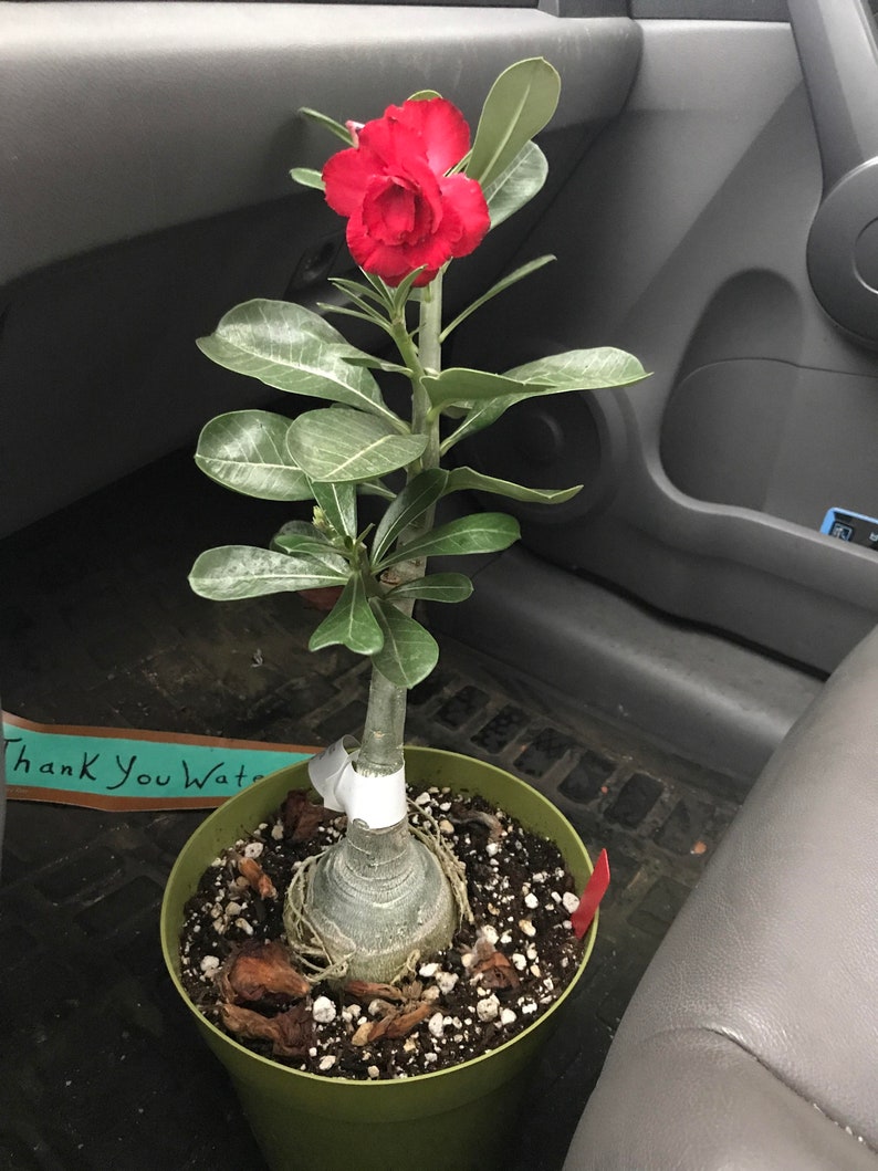 rosa gamiz desnuda rosa gamiz desnuda