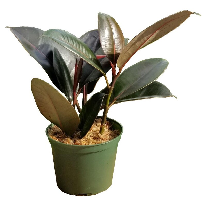 Ficus Burgundy India Rubber Tree Live Plant 4 Pot Indoor