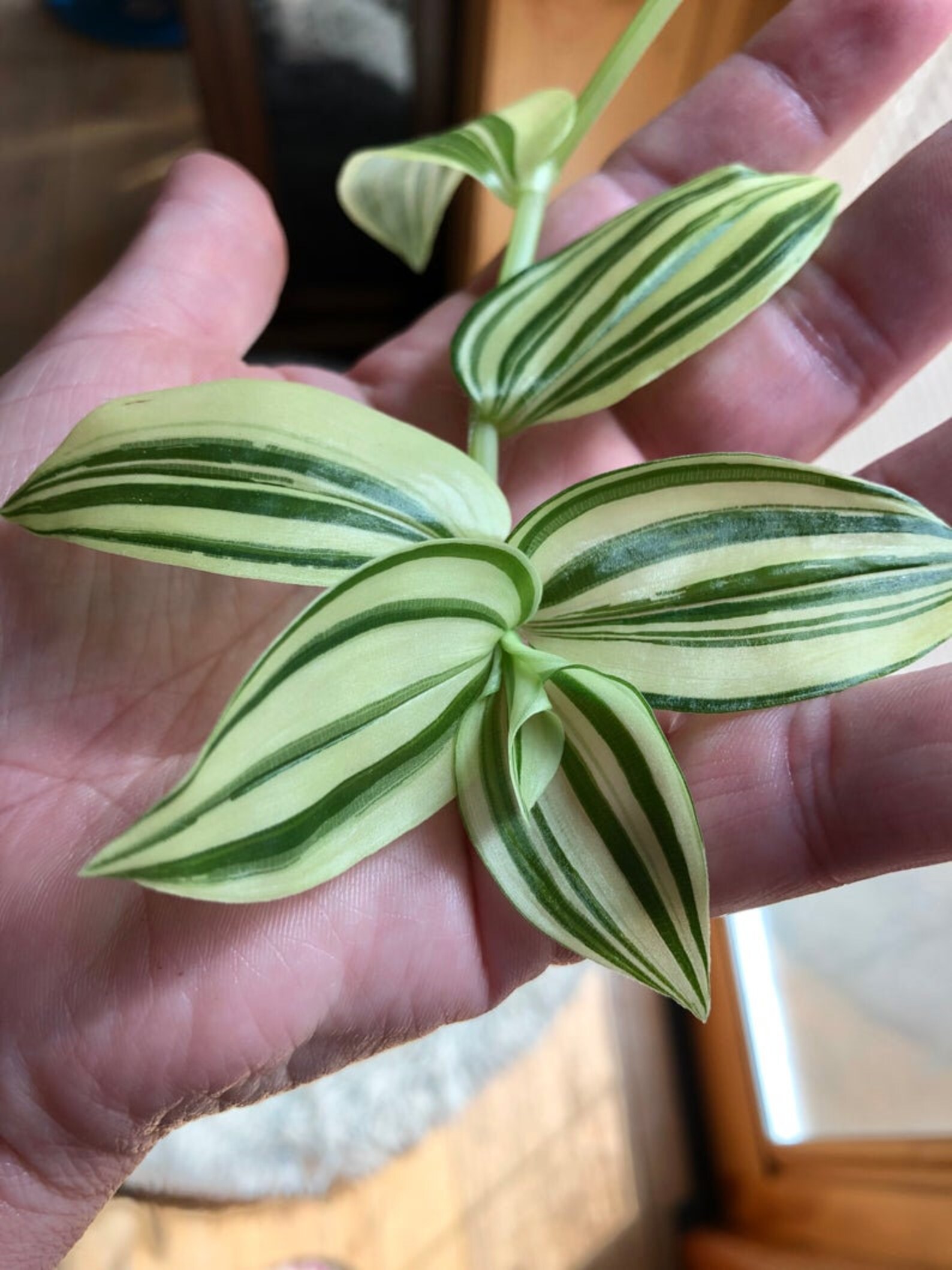 Variegated Green & White Wandering Jew House Plant 6 Cuttings Etsy