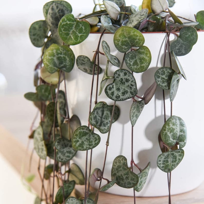 string of hearts plant