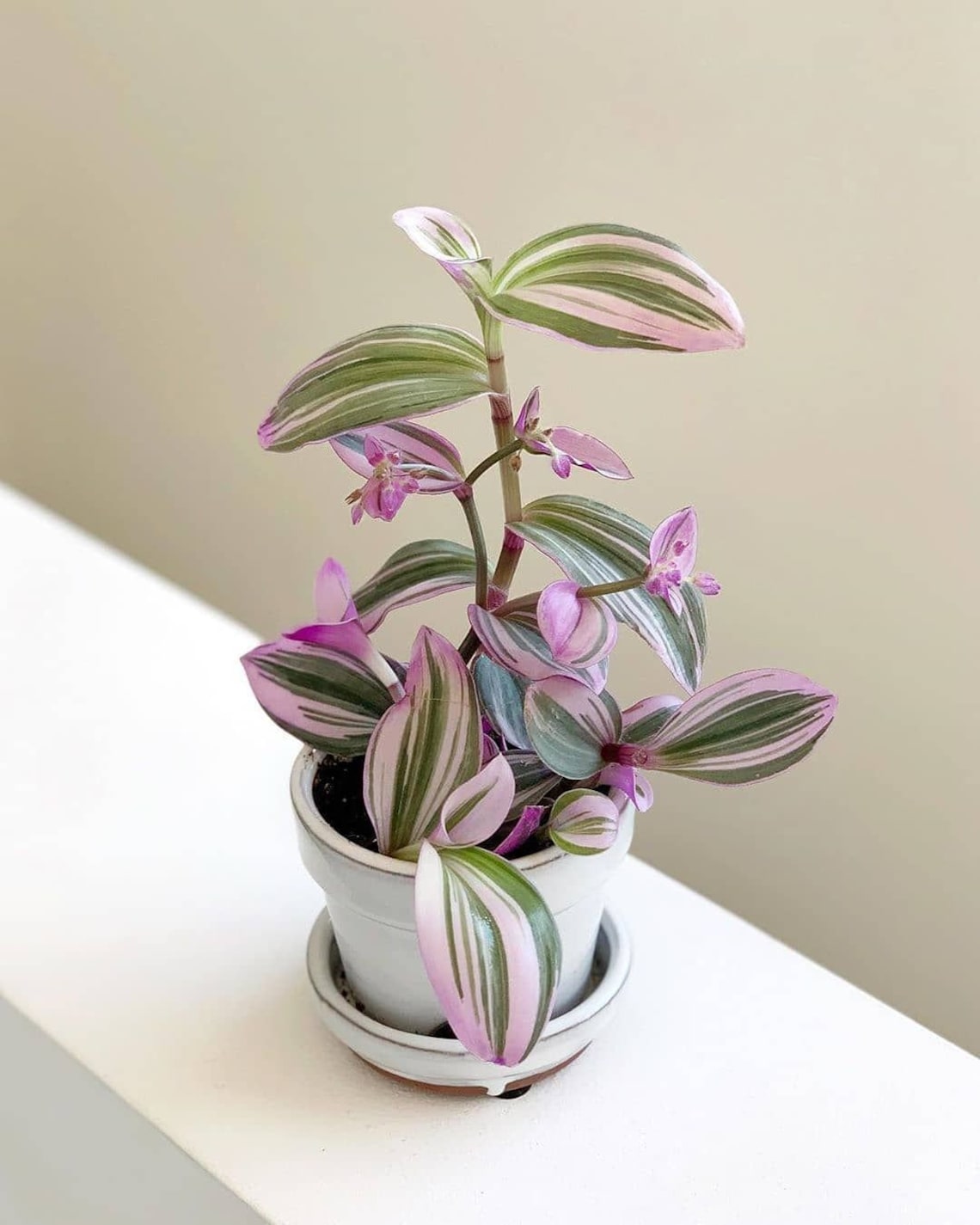 Pink Indoor Plant Pot