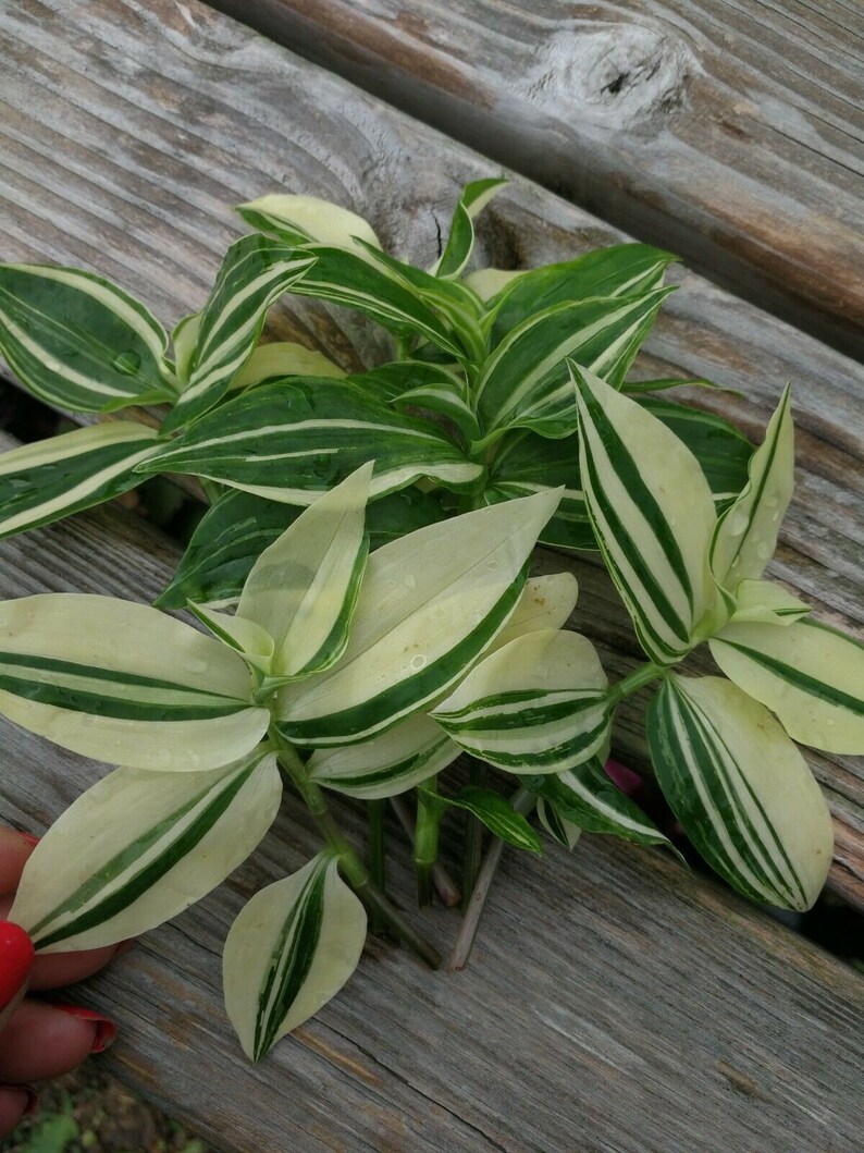 Variegated Green & White Wandering Jew House Plant 6 ...