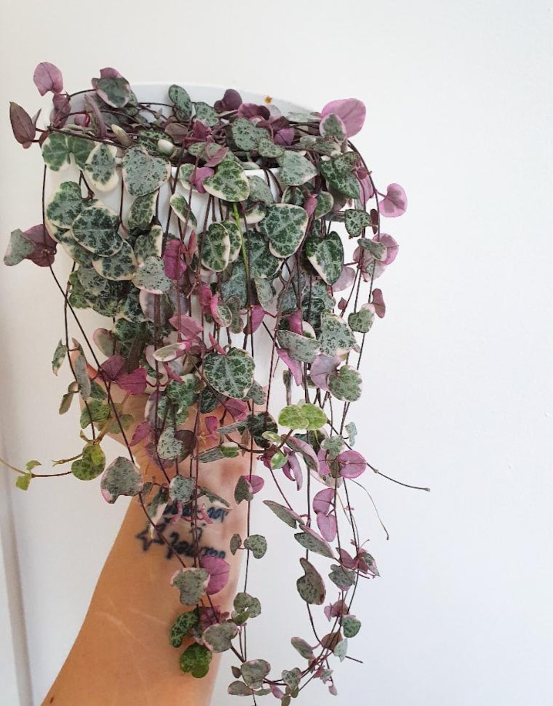 Ceropegia Woodii String of Hearts Rare Succulent Plant Shown Etsy