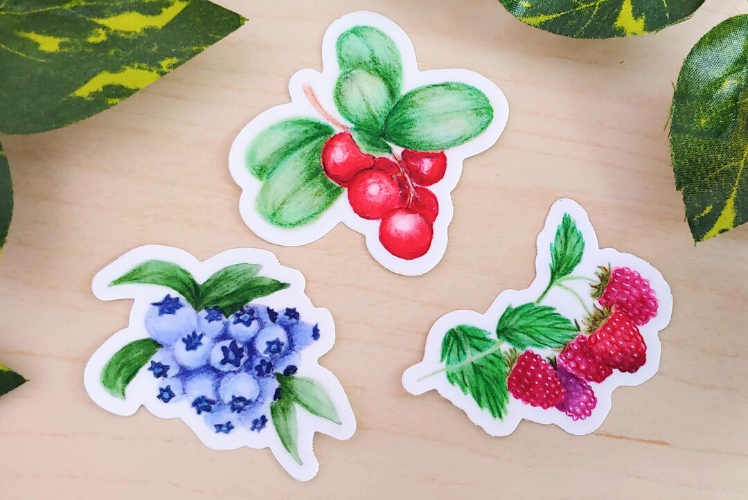 Hand-drawn Berry Sticker Pack - Set of 3, 2x2 Inch Die-cut Stickers ...
