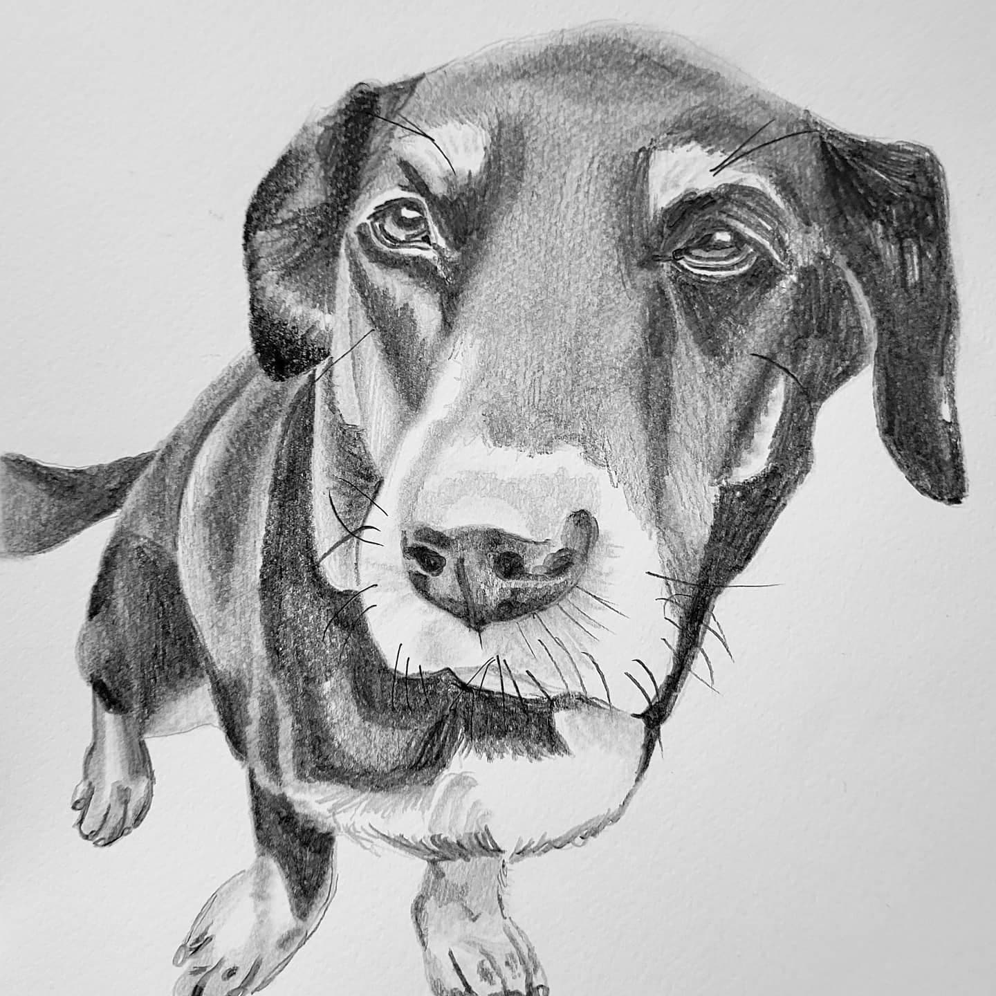 Drawing & Illustration Pencil pencil drawing dog drawing graphite