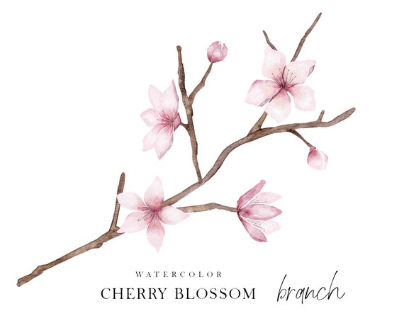 Aquarell Kirschblüten Ast | Botanischer Kranz Clipart