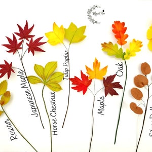 May include: A collection of artificial botanical stems featuring various leaf types labeled as Rowan, Japanese Maple, Horse Chestnut, Tulip Poplar, Maple, Oak, Silver Dollar, and Ginkgo. Each stem displays distinct leaf shapes and colors.
