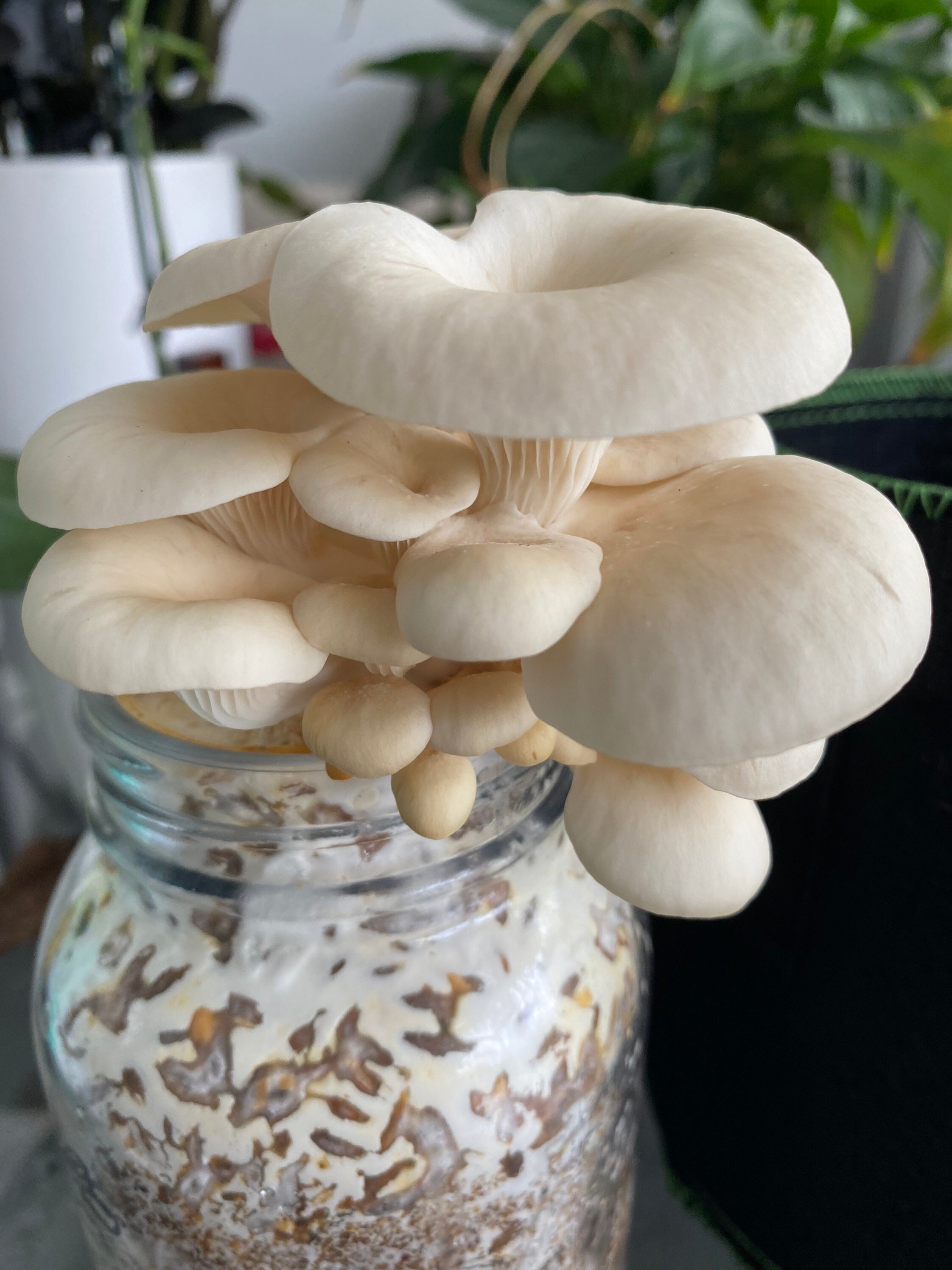 3 Gourmet Mushroom Liquid Culture Syringes Etsy