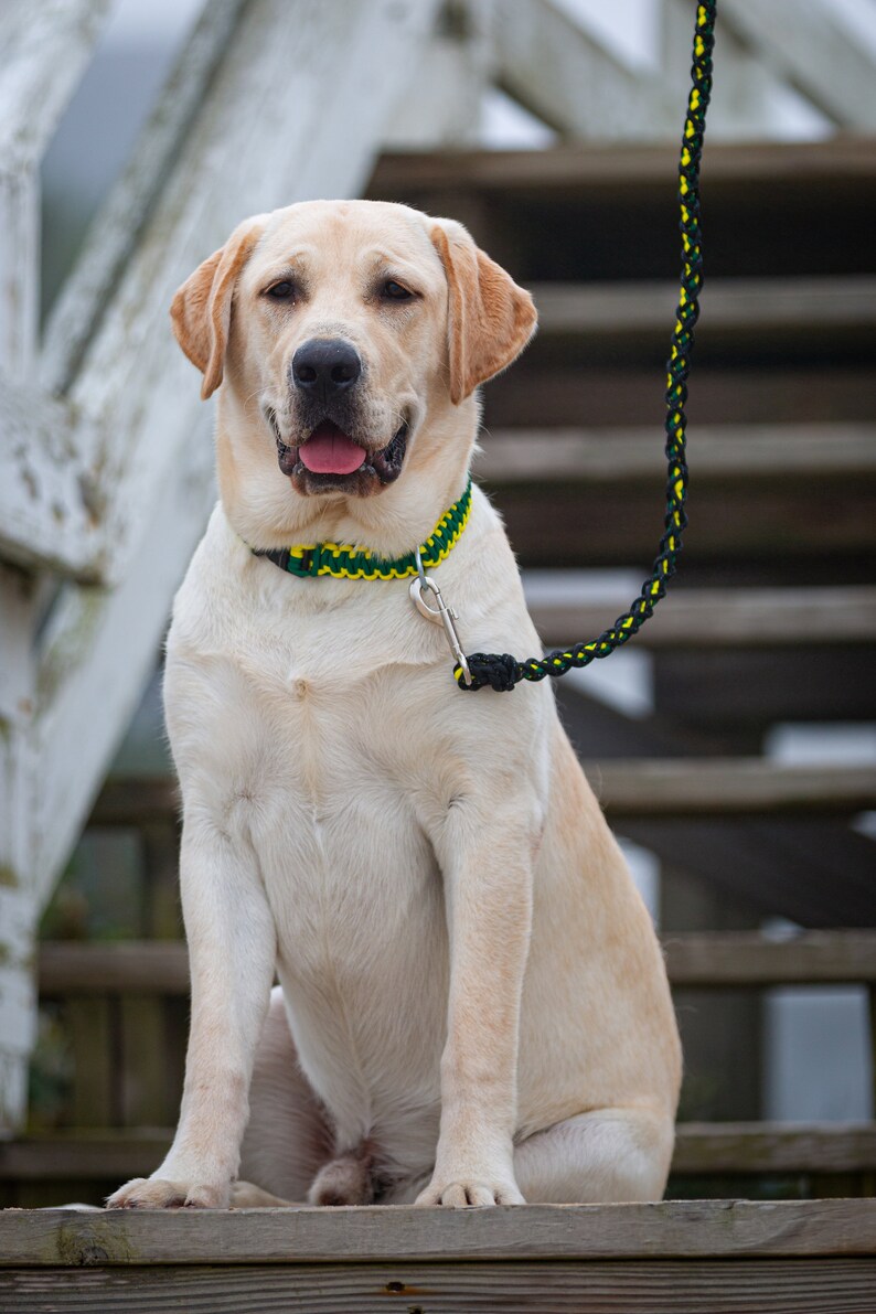 The SCOUT Dog Collar