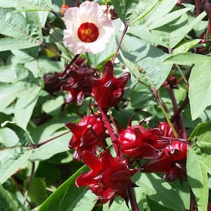 25 SEEDS ROSELLE Hibiscus Sabdariffa Red Sorrel Florida Cranberry Jamaican Jamaica Sorrel Jam Tea Gongura Red Stem/Pulichakeerai/Ambaadi