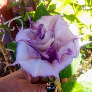 30 Datura Inoxia Purple & White Double, Triple Angel Devil Trumpet Flower Seeds. Moonflower, Devils, Angels plant. Attractive to bees.