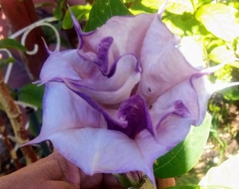 30 Datura Inoxia Purple & White Double, Triple Angel Devil Trumpet Flower Seeds. Moonflower, Devils, Angels plant. Attractive to bees.