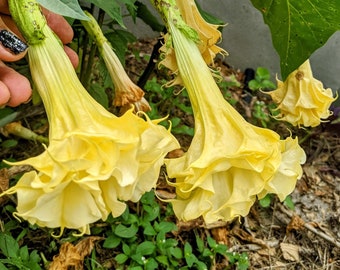 30 Seeds Datura Inoxia YELLOW DOUBLE Moonflower, Angel Devil Trumpet. Devils Angels Moon Flower plant. Attractive to bees.