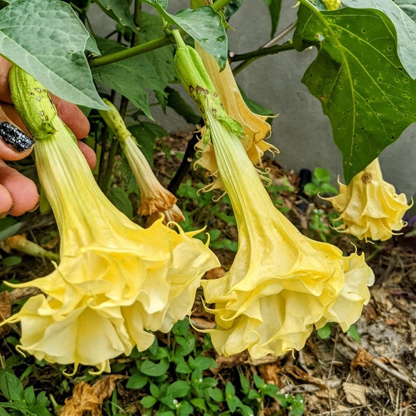 30 Datura Inoxia Yellow Double, Triple Angel Devil Trumpet Flower Seeds. Moonflower, Devils, Angels plant. Very Attractive to bees.