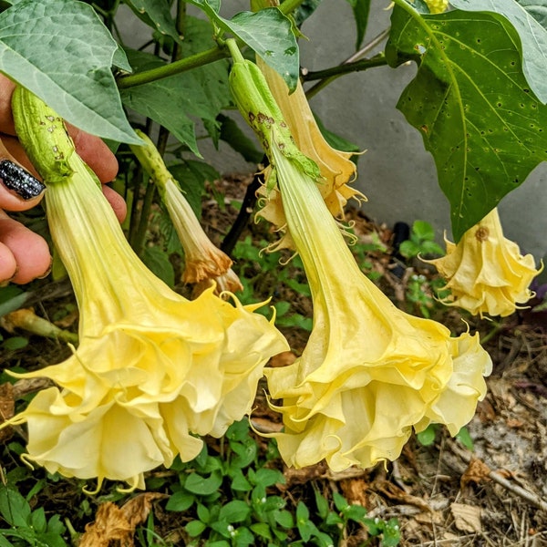 30 graines de fleurs Datura Inoxia jaune double, triple trompette du diable ange. Fleur de lune, diables, anges. Très attrayant pour les abeilles.