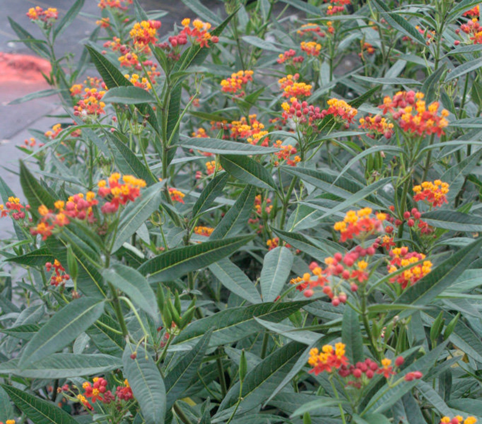 200 Seeds Tropical Milkweed Scarlet Red & Orange Flower Etsy Denmark