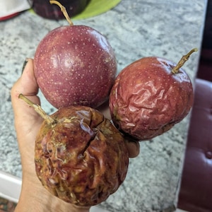 20 PINK Passion Fruit SEEDS Passiflora Edulis Lilikoi Tropical Vine Fruit Passionfruit Granadilla Maracuya Maracujá semillas