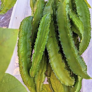 12 SEEDS Winged Beans, Psophocarpus Tetragonolobus, Goa bean, Four-cornered bean, Manila bean, Star bean, Kamrangi bean, Dragon bean legume
