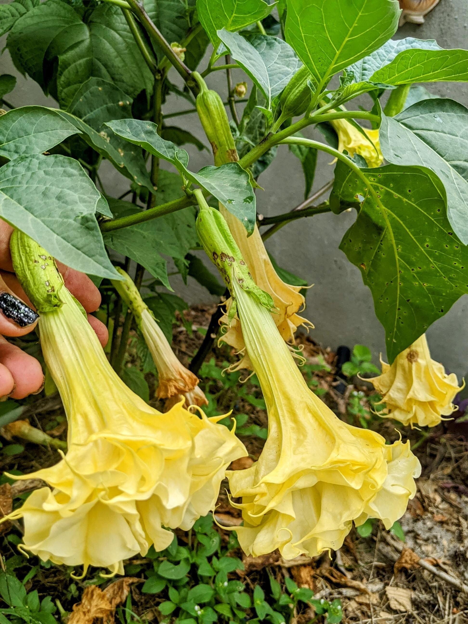 25 Datura Inoxia Yellow Double, Triple Angel Devil Trumpet Flower Seeds.  Moonflower, Devils, Angels Plant. Very Attractive to Bees. - Etsy