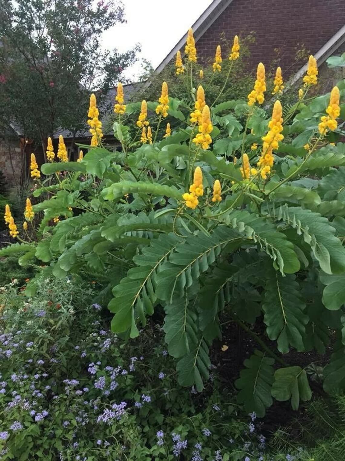 100 Seeds Cassia Senna Alata Candlestick Yellow Flowers Etsy