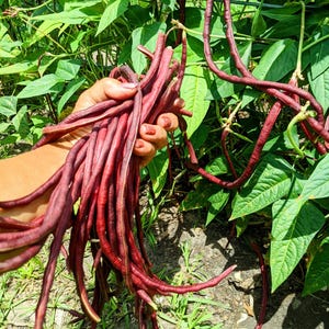 40 SEEDS PURPLE Yard Long Beans Asian Chinese Yardlong String Bean Productive Vegetable