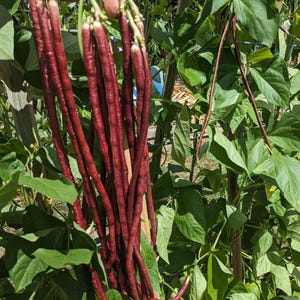 25 SEEDS PURPLE String Bean Yard Long Beans Asian Chinese Yardlong Productive Vegetable
