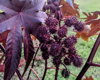 15 DARK PURPLE CASTOR Bean Seeds Ricinus Communis Fast Growing Tropical Plant Tree For Shade or Cover In Garden