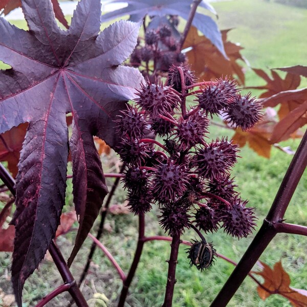 15 DARK PURPLE CASTOR Bean Seeds Ricinus Communis Fast Growing Tropical Plant Tree For Shade or Cover In Garden