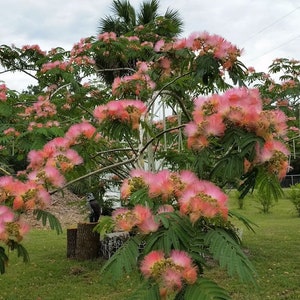 60 Seeds Albizia Julibrissin, Pink Mimosa, Persian Silk Tree Powder Puff Flower Plant