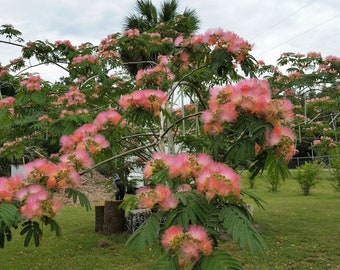 60 Seeds Albizia Julibrissin, Pink Mimosa, Persian Silk Tree Powder Puff Flower Plant